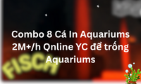 Combo 8 Cá In Aquariums 2M+/h Online YC để trống Aquariums